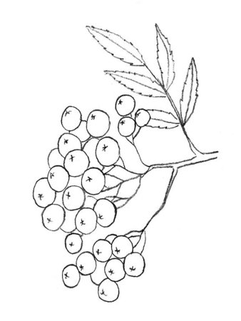 Рябина раскраска для детей