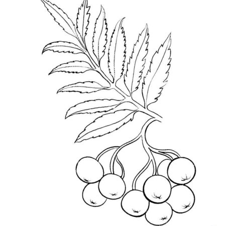 Веточка рябины раскраска для детей
