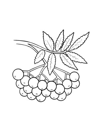 Ветка рябины раскраска для детей
