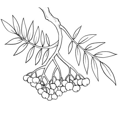 Калина раскраска