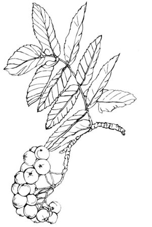 Гроздь рябины раскраска для детей
