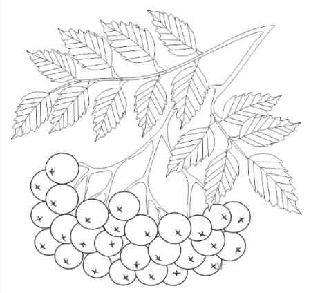 Кисть Рябинки гроздь Калинки