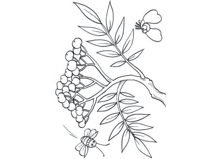 Рябина раскраска для малышей