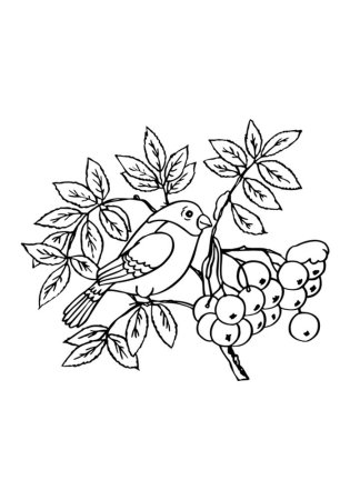 Рябина карандашом