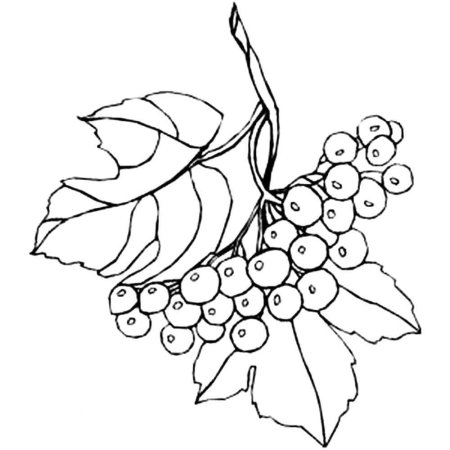 Ветка рябины шаблон для рисования