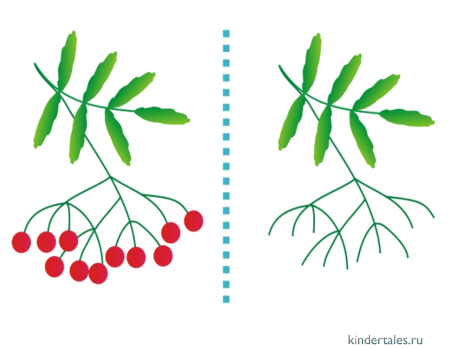 Кисть рябины раскраска