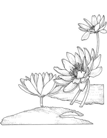 Кувшинка рисунок карандашом