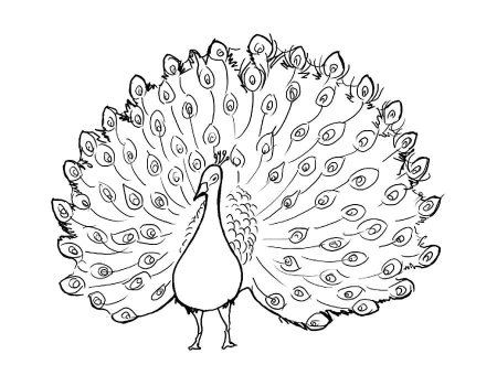 Павлин для раскрашивания