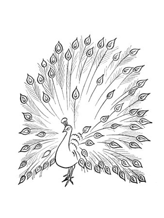 Павлин раскраска для детей