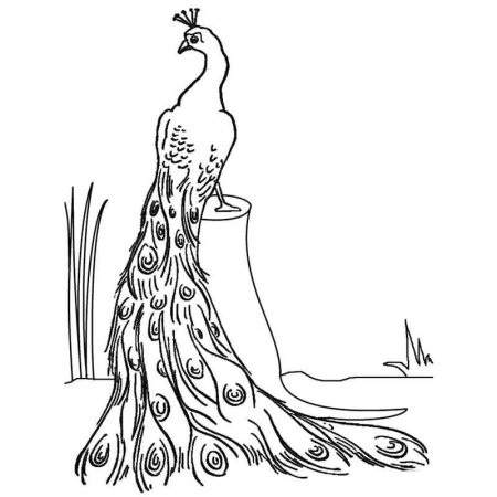 Павлин. Раскраска