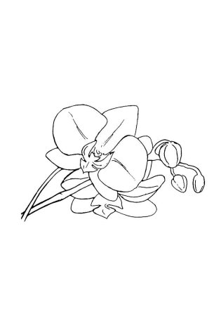 Орхидея раскраска