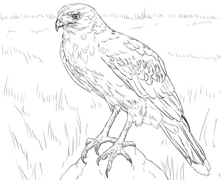 Степной Лунь рисунок
