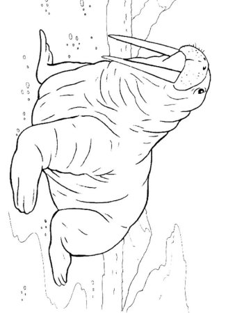 Морж раскраска для детей