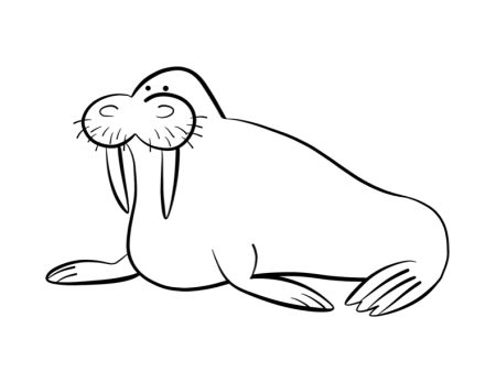 Морж раскраска
