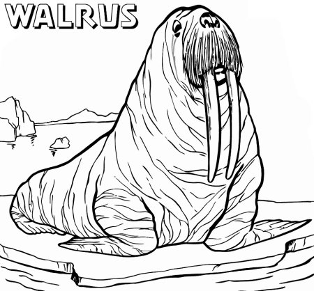 Морж раскраска