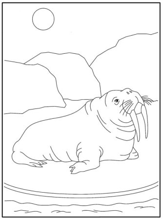 Морж раскраска