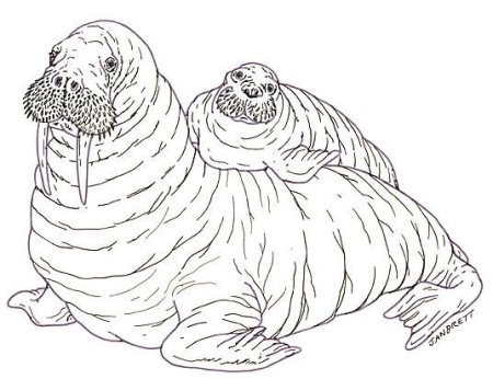 Тюлень маска для детей