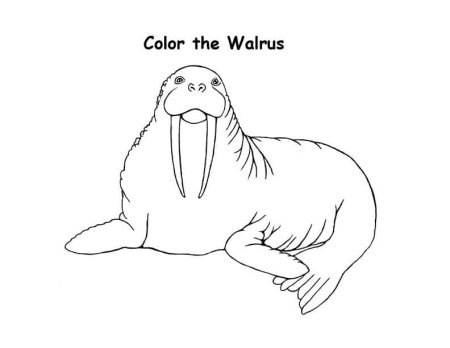 Морж раскраска для детей