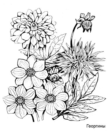 Осенний букет раскраска для детей