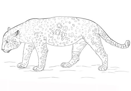 Ягуар рисунок