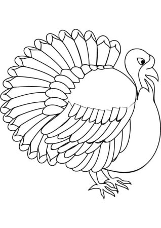 Turkey индюк for Kids