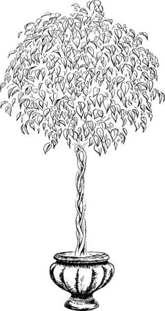 Фикус Бенджамина раскраска