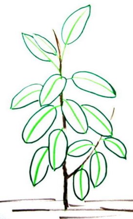 Цветок фикус Бенджамина рисунок
