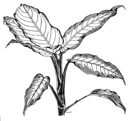 Диффенбахия скетч