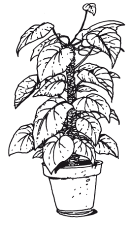 Фикус раскраска для детей
