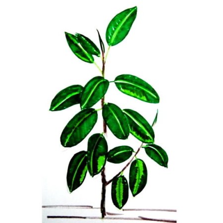 Фикус каучуконосный раскраска