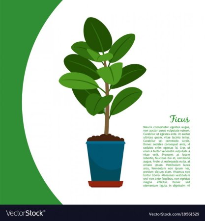 Фикус в горшке рисунок