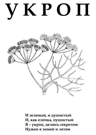 Укроп раскраска для детей