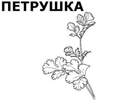 Борщевик Сосновского