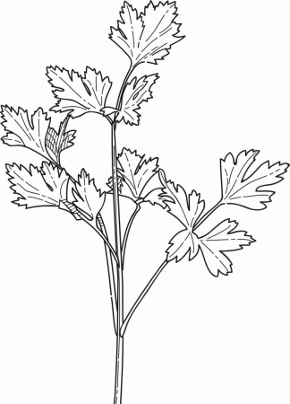 Укроп Графика