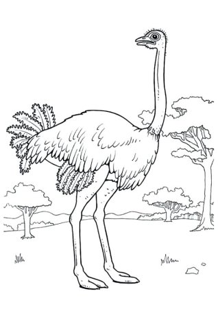 Африканский страус раскраска