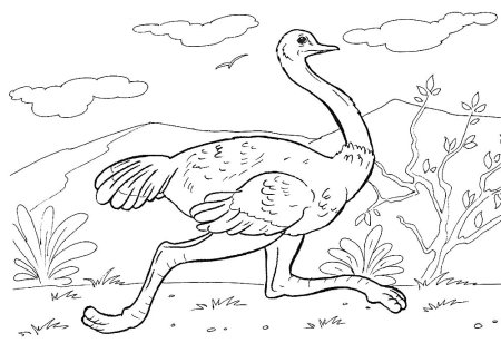 Страус раскраска для детей