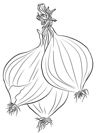 Лук раскраска