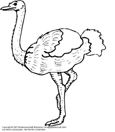 Страус нанду
