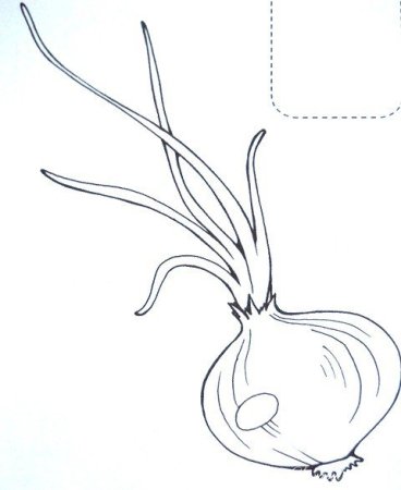 Лук раскраска