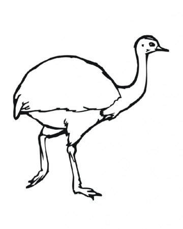 Страусенок раскраска