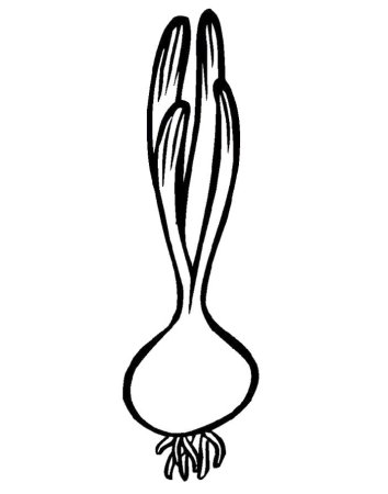 Зеленый лук раскраска