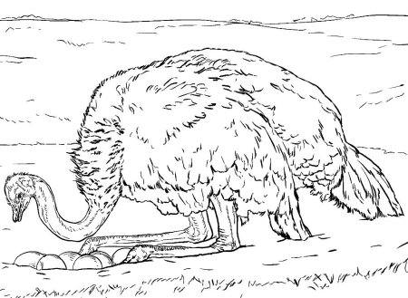 Эму раскраска