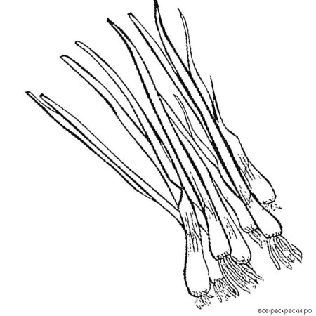 Разукрашки лука