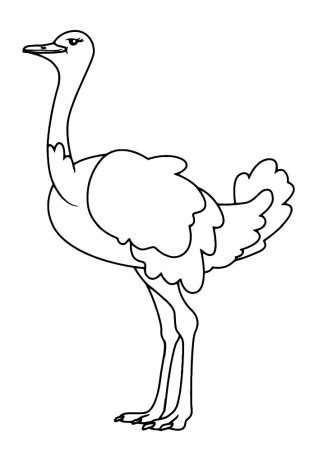 Контур страуса эму