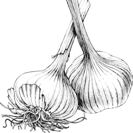 Лук раскраска