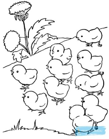 Цыпленок. Раскраски
