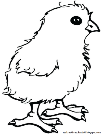 Цыпленок. Раскраски