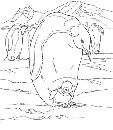 Морж раскраска