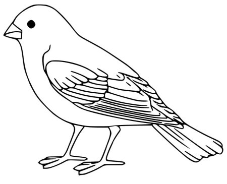 Птицы. Раскраска