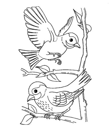 Птица на ветке раскраска